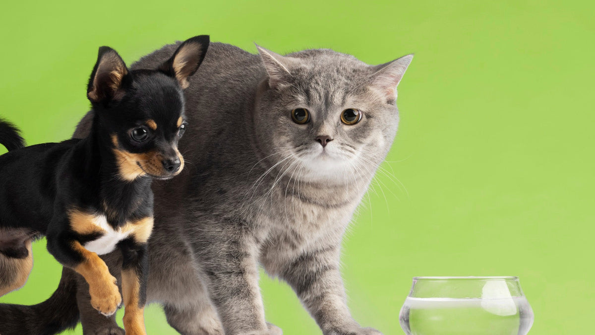 Healthy Meals, Happy Pets – PawPurr Pet Foods