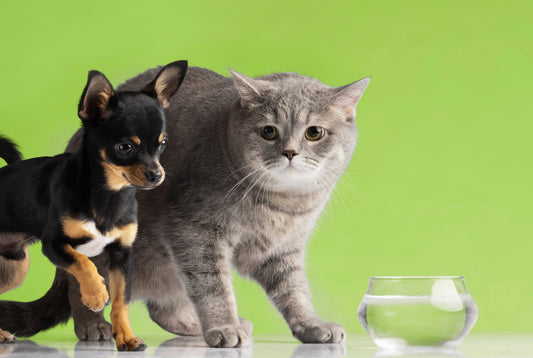 Healthy Meals, Happy Pets – PawPurr Pet Foods