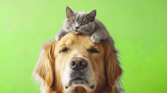 PawPurr Promise – Love, Health & Joy for Every Pet