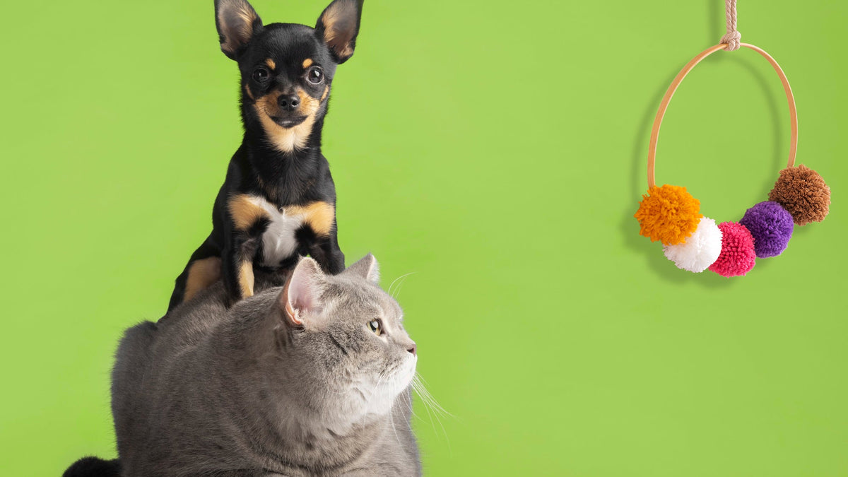Playtime Made Paw-some – PawPurr Pet Toys