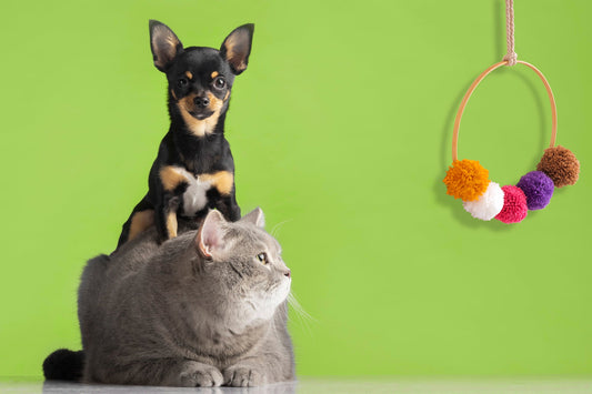 Playtime Made Paw-some – PawPurr Pet Toys